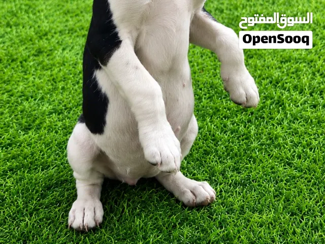 كلب بيجل العمر 45يوم