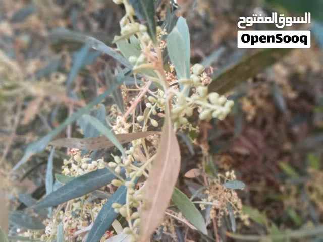 زيتون كورتنتينا اطالي درجة اولى