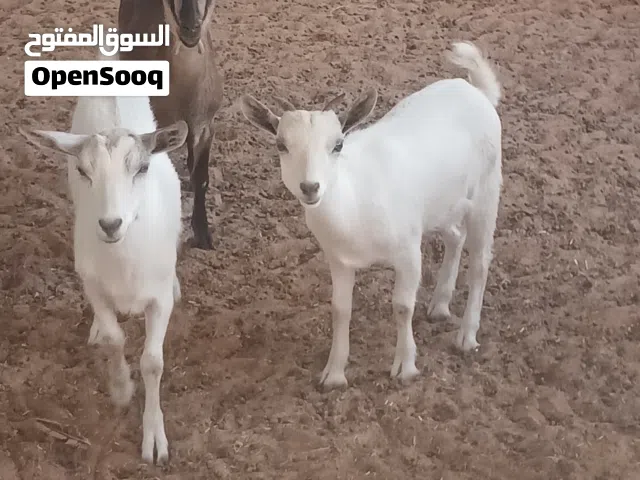 3 عنايق كرديات عز ماتكسب الله يبارك عنايق نظاف كان معاهم فحل وانت والنصيب