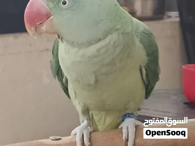 مجموعة طيور للبيع او بدل على ببغاوات كبيرة