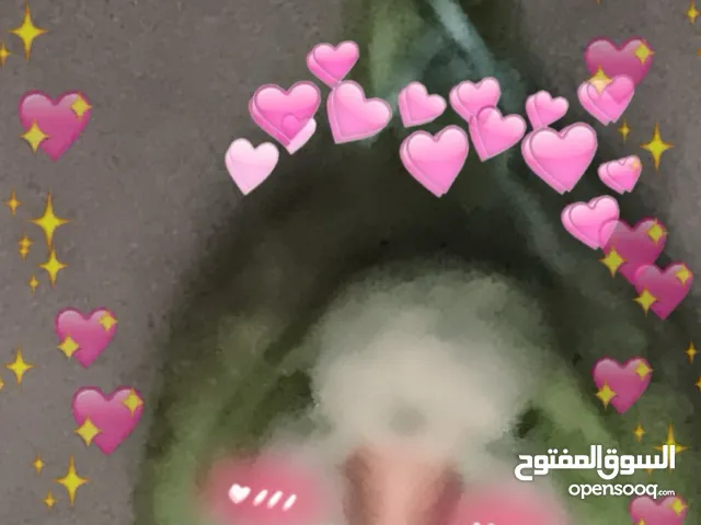 ادور بغباء الوري خط السعر الي تباه
