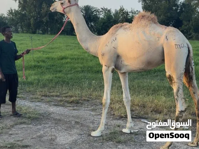 قعدان سمان العمر .3 سنوات