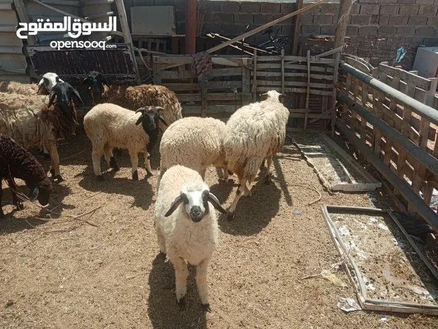 نعجه توميه عندها زوز فطايم محادينها عين زاره الخمسه شوارع