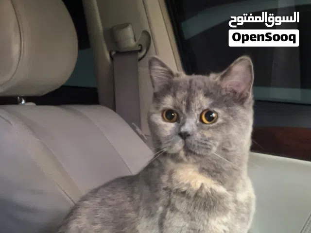 قط البريمي -خلف مستشفى البريمي