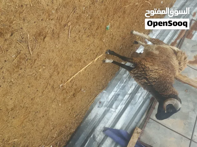 خروف   للبيع