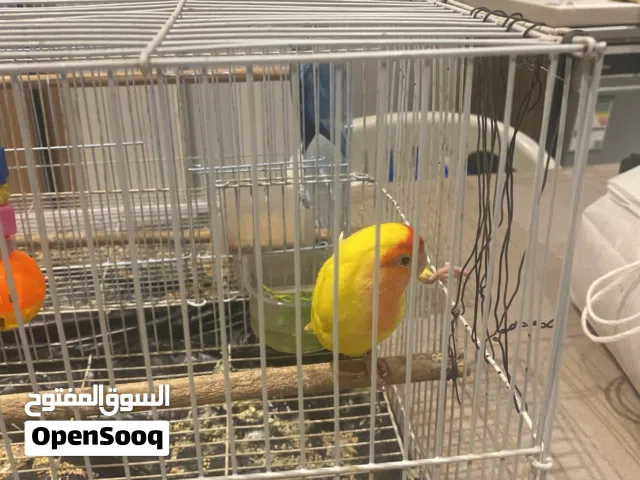 طيور روز للبيع مع ببغاء الدره