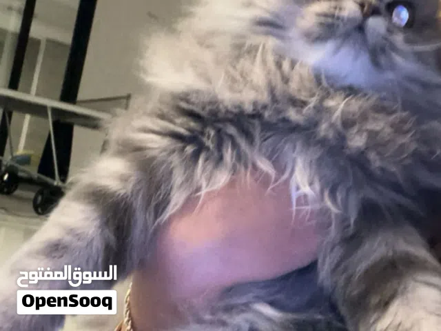 8 month old cat for sale