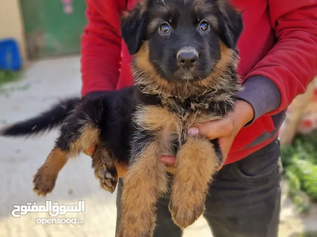 جروة جيرمن للبيع