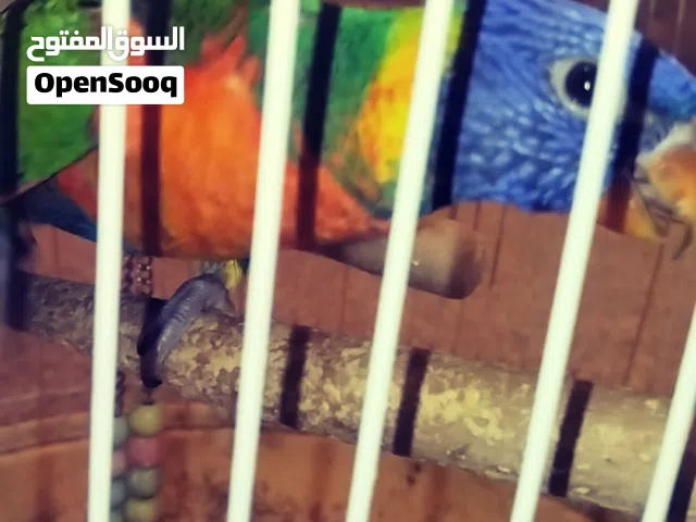 للبيع ببغاء لوري