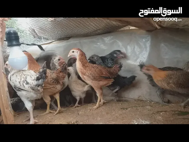 دجاج عربي للبيع المكان الخمس