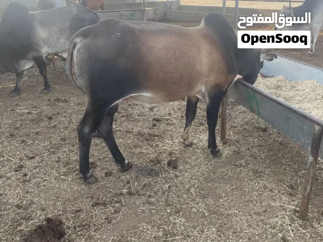 الثيران الاثيوبية لبيع