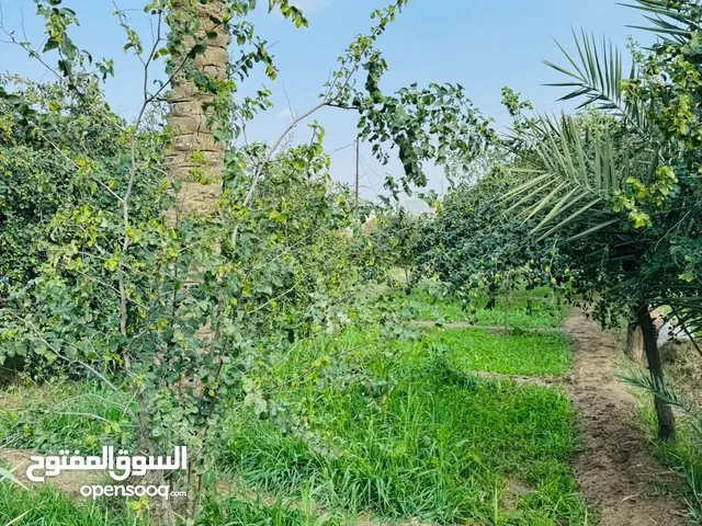 Farm Land for Sale in Basra Firuziyah