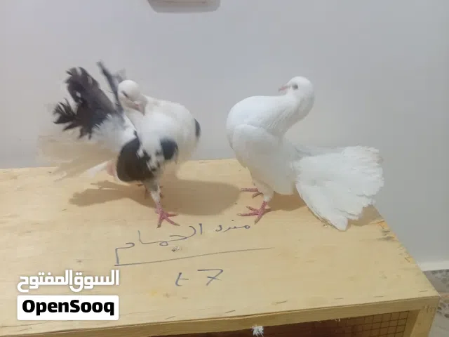 كوبيا تونسيه الله يبارك للبيع