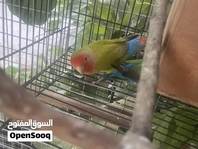 طيور روز العدد 2