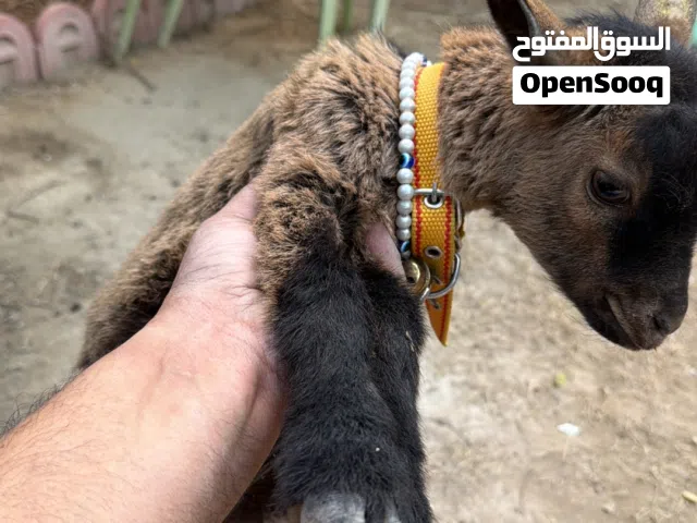 ماعز قزم  وبي مجال مكاني بغداد