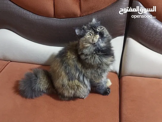 قطة بيرشن للبيع