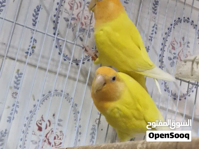 *للبيع زوج حب  اوبلاين مع الفرخ* الزوج منتج وصحة ونظافة الفرخ احتمال فيه فشاح القفص حجم كبير