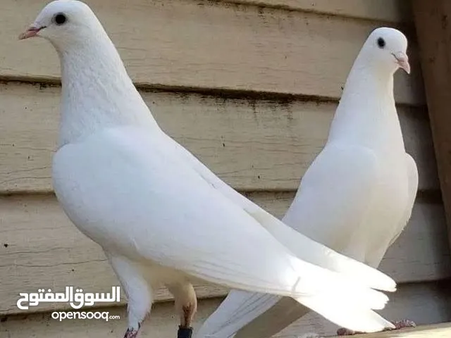 #مطلووووب حمام بلدي ابيض سك 4 او 5 جواز كلهن بيض