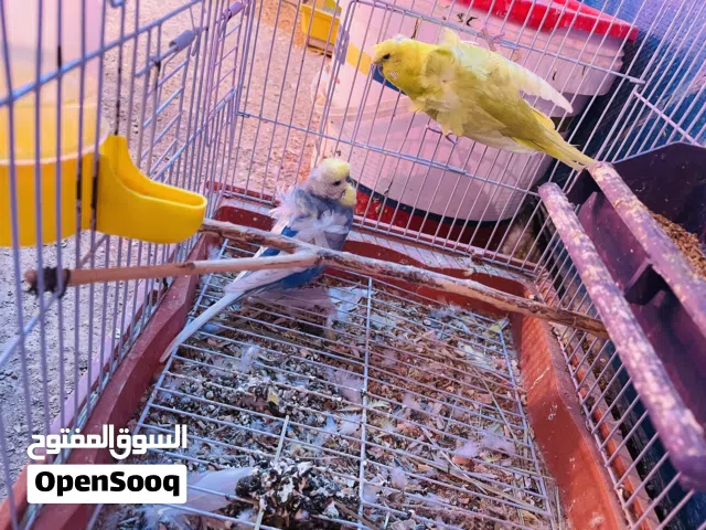 كوبيه هوقو موري