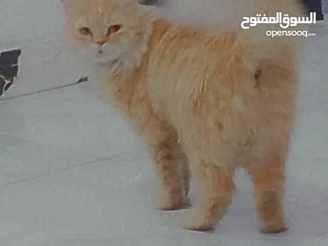 لبيت قطعه بيه مجال مكان بصره هارثه اتصل