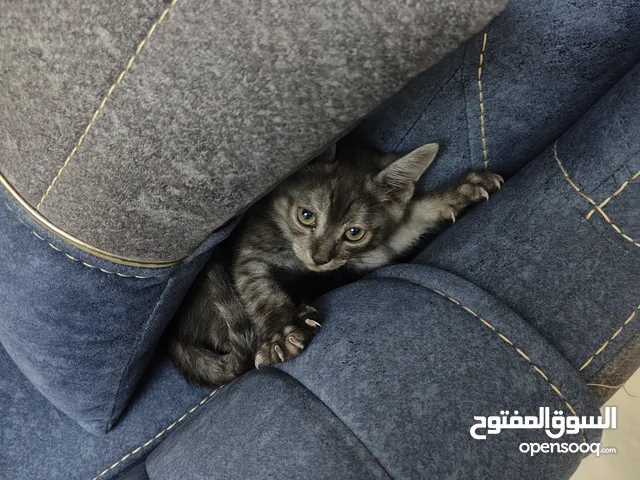 Turkish Cat 2 month, vaccinated, gray color and so cute