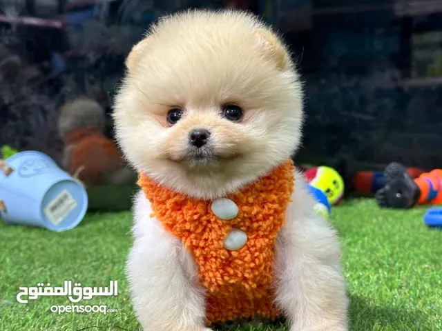كلاب للبيع في عمان : مالتيزر كلب : سعر جرو : شراء كلب : بطباط (كلب)