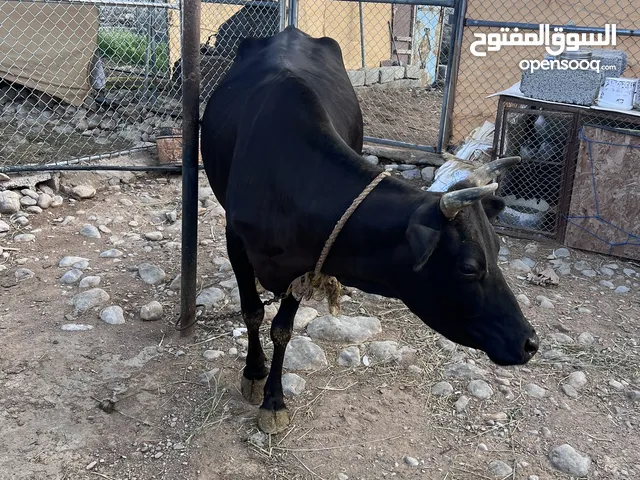 للبيع بقرة الدار عمانية  حلوب و عشار في الشهر 4  وماشاء الله سمينه البقرة ، تحلب مع أي أحد