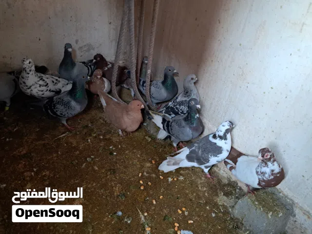 حمام للبيع فيها كم حبه انواع والباقي زواجل دم نظيف واهالي فراخ شغالات ومكفولات للبيع