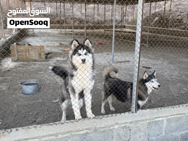 كلاب هاسكي للبيع