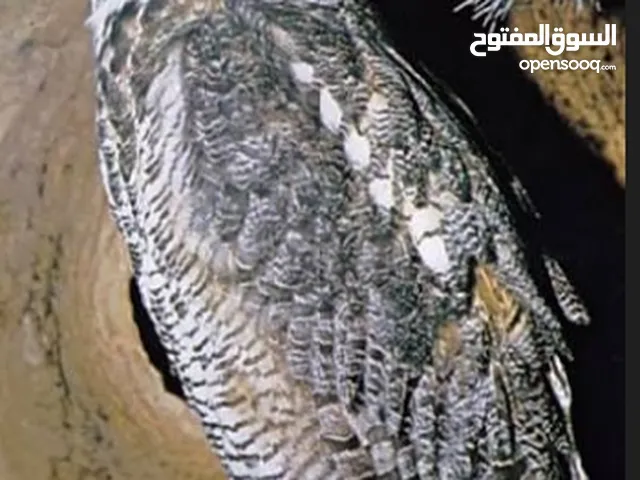 مطلوب اي نوع بومه