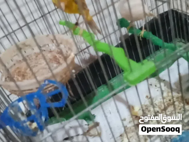 كنار  بناديق