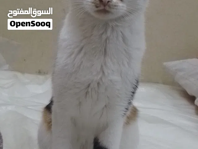 Free Cat for Adoption