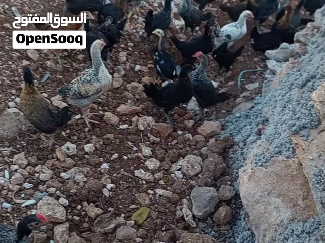 موجود 67 صوص نخب صحه ونظافة  ماخذ جميع المطاعيم  عمر شهرين ونص...