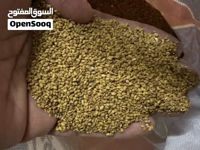 بذر قت بذور قت للبيع