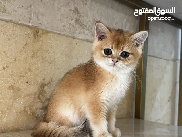 ذكر ny12 مستوى طيب تبارك الله