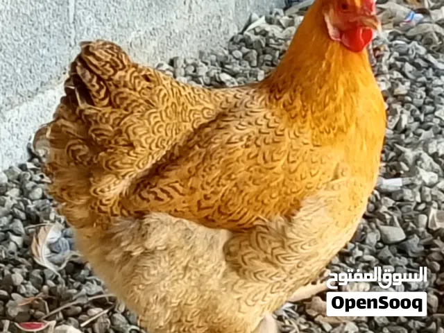 ثلاث دجاجات ب 20 ريال