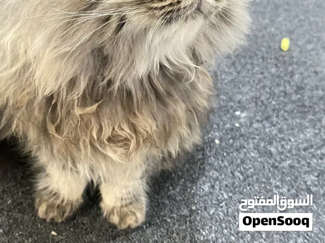 لتبني قطتين شيرازي