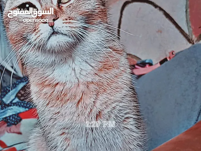 قطة جولدن مكس سكوتش فولد لون ذهبي عمر 6 أشهر