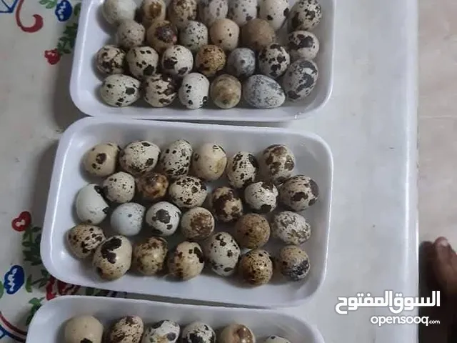 بيض سمان للأكل أو التحضين المكان مسلاته