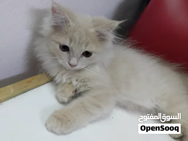 قطط شيرازيه للبيع