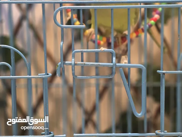 parrot for sale