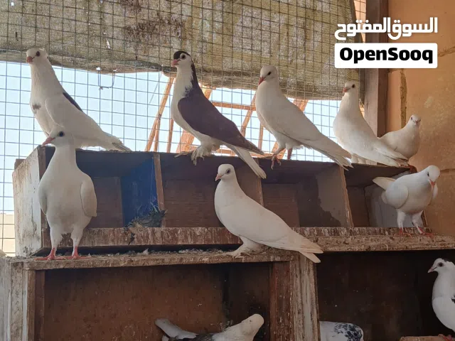حمام للبيع شوف الوصف تحت