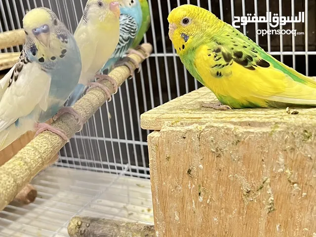 لوري وطيور حب للبيع