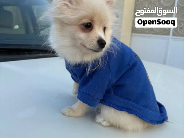 بومرينيان تي كاب