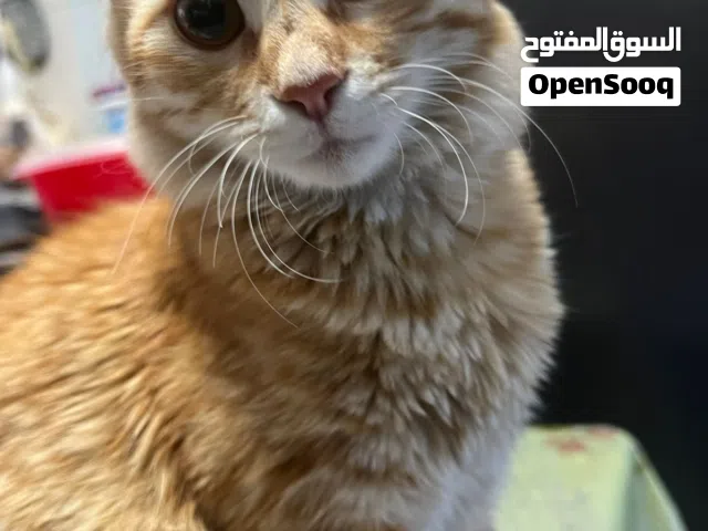 قطط للتبني مكس بلدي