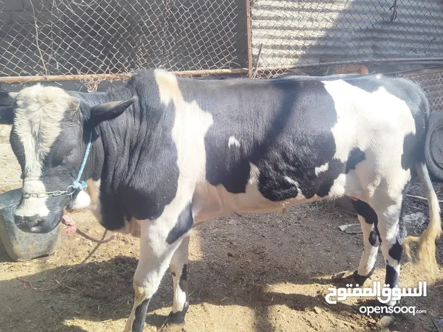 سلام عليكم عجل أسترالي ابرا معلوف براسه