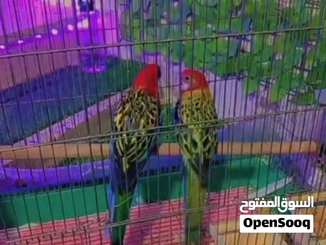 جوز روزيلا