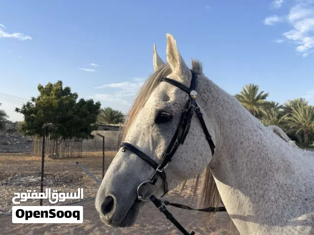 حصان عربي للبيع مع ا النقل فحل هادي يصلح للمدارس