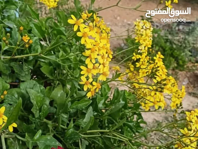 Mixed Use Land for Sale in Rif Dimashq Al-Qutayfah