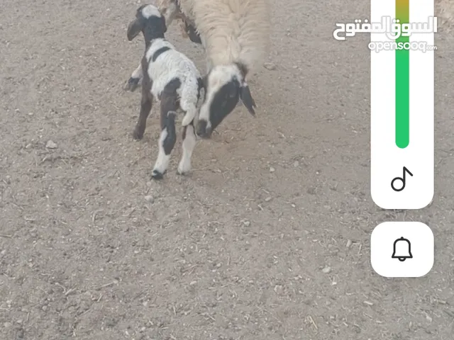 بسم الله ماشاء الله عنز يوجد نعجتين للبيع